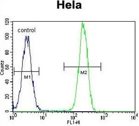 Anti-Nucleophosmin antibody, C-term used in Flow cytometry (FCM). GTX81995