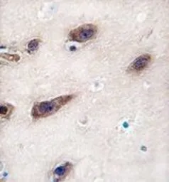 Anti-Syntaxin 3 antibody, Internal used in IHC (Paraffin sections) (IHC-P). GTX82488