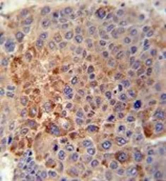 Anti-GPLD1 antibody, C-term used in IHC (Paraffin sections) (IHC-P). GTX82504