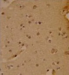 Anti-SOX4 antibody, N-term used in IHC (Paraffin sections) (IHC-P). GTX82513