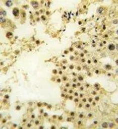 Anti-ZFP219 antibody, N-term used in IHC (Paraffin sections) (IHC-P). GTX82519
