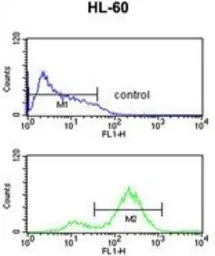 Anti-eIF4E antibody used in Flow cytometry (FCM). GTX82525