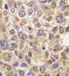Anti-SLC29A4 antibody, N-term used in IHC (Paraffin sections) (IHC-P). GTX82547