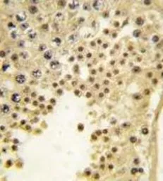 Anti-FBXL11 antibody, Internal used in IHC (Paraffin sections) (IHC-P). GTX82550