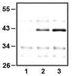 Anti-ERK1 antibody [E32] used in  (). GTX82558