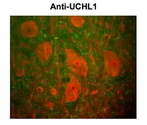 Anti-PGP9.5 antibody [BH7] used in IHC (Frozen sections) (IHC-Fr). GTX82568