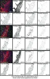 Anti-Tyrosine Hydroxylase antibody used in IHC (Frozen sections) (IHC-Fr). GTX82570