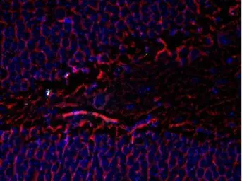 Anti-beta Tubulin 3/ Tuj1 antibody [AA10] used in Immunohistochemistry (IHC). GTX82572