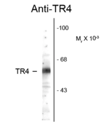 Anti-NR2C2 antibody used in Western Blot (WB). GTX82576