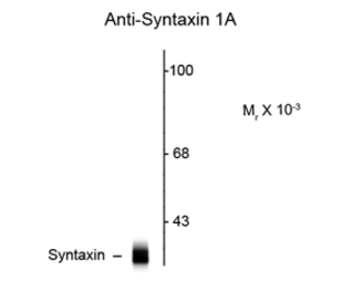 Anti-Syntaxin antibody [SP8] used in Western Blot (WB). GTX82582