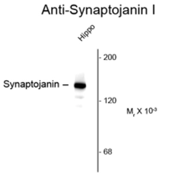 Anti-Synaptojanin 1 antibody [5H1] used in Western Blot (WB). GTX82587