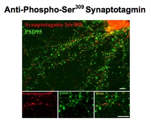 Anti-Synapsin I (phospho Ser549) antibody used in Immunocytochemistry/ Immunofluorescence (ICC/IF). GTX82590
