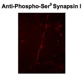 Anti-Synapsin I (phospho Ser9) antibody used in Immunocytochemistry/ Immunofluorescence (ICC/IF). GTX82592