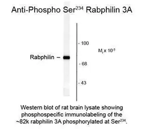 Anti-Rabphilin 3A (phospho Ser234) antibody used in  (). GTX82603