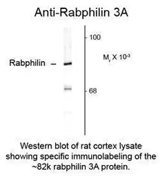 Anti-Rabphilin 3A antibody used in Western Blot (WB). GTX82604