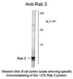 Anti-Rab 3 antibody used in Western Blot (WB). GTX82605
