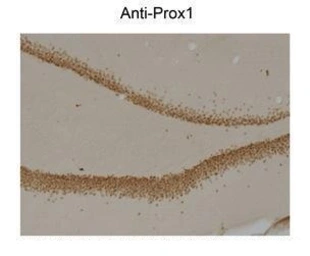 Anti-PROX1 antibody [5G10] used in IHC (Paraffin sections) (IHC-P). GTX82607