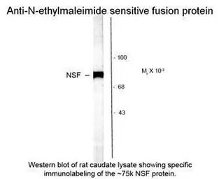 Anti-NSF antibody used in Western Blot (WB). GTX82622
