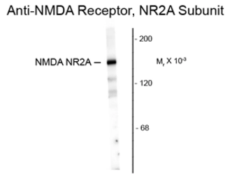 Anti-NMDAR2A antibody, N-Term used in Western Blot (WB). GTX82634