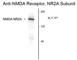 Anti-NMDAR2A antibody used in Western Blot (WB). GTX82635