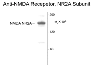 Anti-NMDAR2A antibody used in Western Blot (WB). GTX82636