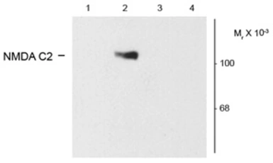 Anti-NMDAR1 (splice variant C2) antibody used in Western Blot (WB). GTX82639