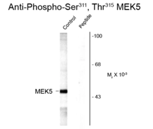 Anti-MEK5 (phospho Ser311/Thr315) antibody used in Western Blot (WB). GTX82655