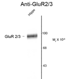 Anti-GluR2/3 antibody used in Western Blot (WB). GTX82667