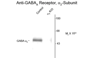 Anti-GABA A Receptor alpha 2 antibody used in Western Blot (WB). GTX82689