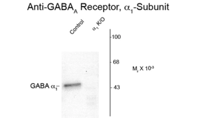 Anti-GABA A Receptor alpha 1 antibody, N-Term used in Western Blot (WB). GTX82691
