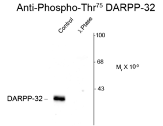 Anti-DARPP-32 (phospho Thr75) antibody used in Western Blot (WB). GTX82713