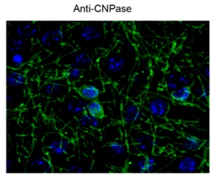 Anti-CNPase antibody used in Immunocytochemistry/ Immunofluorescence (ICC/IF). GTX82719