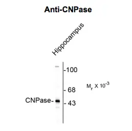 Anti-CNPase antibody used in Western Blot (WB). GTX82719