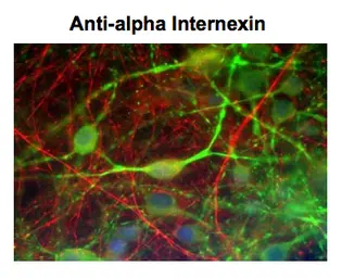 Anti-alpha Internexin antibody [1D2] used in Immunocytochemistry/ Immunofluorescence (ICC/IF). GTX82743