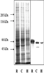 Anti-alpha Internexin antibody [1D2] used in Western Blot (WB). GTX82743