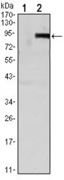 Anti-OPG antibody [5G2] used in Western Blot (WB). GTX82749
