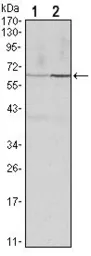 Anti-Cyclin B1 antibody [5G6] used in Western Blot (WB). GTX82750