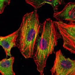 Anti-STAT3 antibody [3B5] used in Immunocytochemistry/ Immunofluorescence (ICC/IF). GTX82752