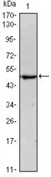 Anti-Oct4 antibody [7E7] used in Western Blot (WB). GTX82755