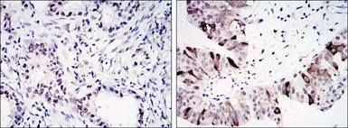 Anti-Cyclin B1 antibody [1B10] used in IHC (Paraffin sections) (IHC-P). GTX82758