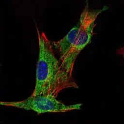 Anti-Inhibin alpha antibody [4E2] used in Immunocytochemistry/ Immunofluorescence (ICC/IF). GTX82761