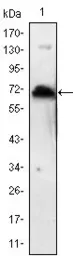 Anti-KLHL1 antibody [3A8] used in Western Blot (WB). GTX82766