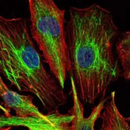 Anti-KLHL22 antibody [7B10] used in Immunocytochemistry/ Immunofluorescence (ICC/IF). GTX82767