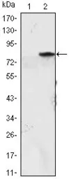 Anti-MyoD1 antibody [1C8] used in Western Blot (WB). GTX82772