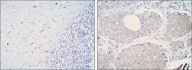 Anti-ALDH1A1 antibody [5A11] used in IHC (Paraffin sections) (IHC-P). GTX82775