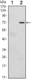 Anti-GFI1 antibody [5D7] used in Western Blot (WB). GTX82779