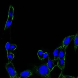 Anti-FAK antibody [10H7] used in Immunocytochemistry/ Immunofluorescence (ICC/IF). GTX82780