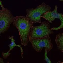 Anti-Rab25 antibody [3F12] used in Immunocytochemistry/ Immunofluorescence (ICC/IF). GTX82785