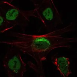 Anti-SIRT1 antibody [1F3] used in Immunocytochemistry/ Immunofluorescence (ICC/IF). GTX82793
