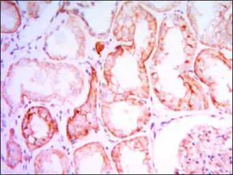 Anti-PTH1R antibody [4D2] used in IHC (Paraffin sections) (IHC-P). GTX82794